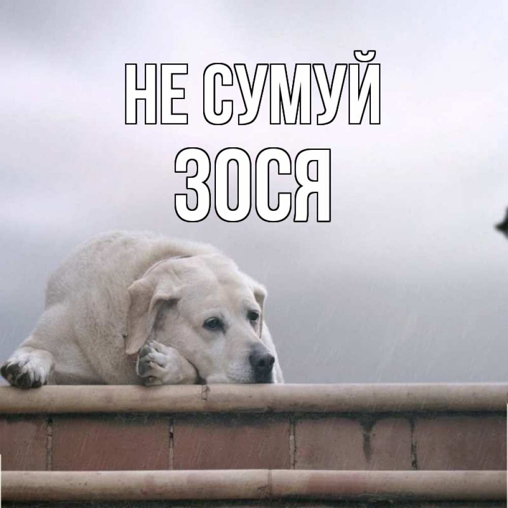 Открытка на каждый день з підписом, Зося Не сумуй белый пес 1 Прикольна листівка з побажанням онлайн скачати безкоштовно 