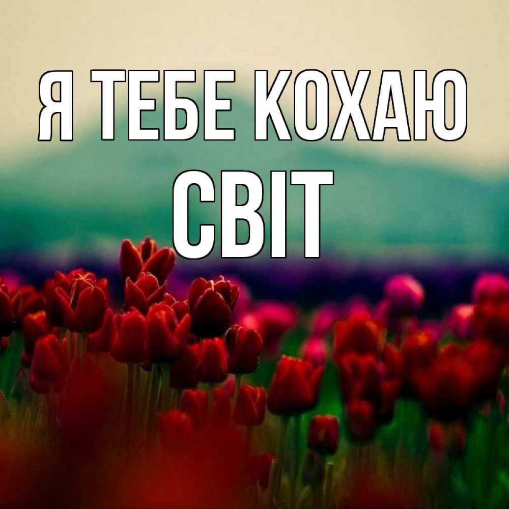 Открытка на каждый день з підписом, Світ Я тебе кохаю тюльпаны 4 Прикольна листівка з побажанням онлайн скачати безкоштовно 