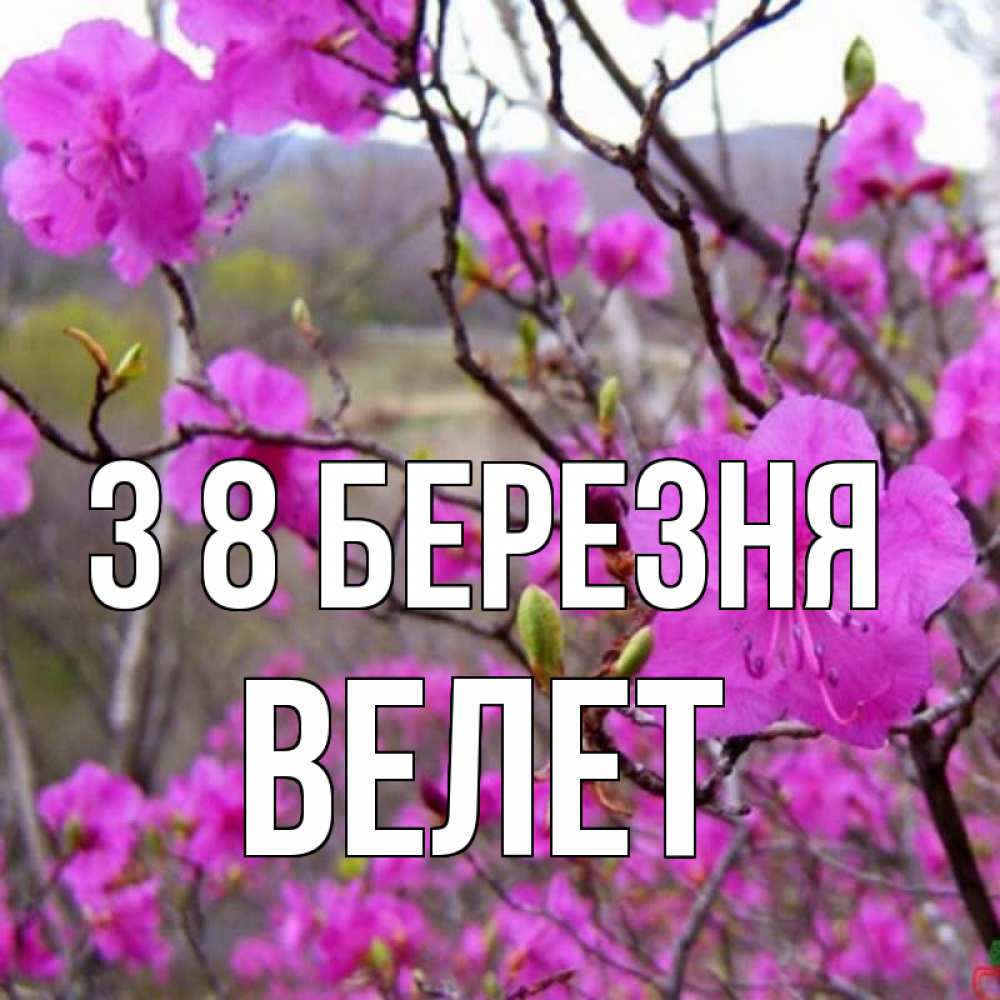 Открытка на каждый день з підписом, Велет З 8 БЕРЕЗНЯ международный женский день Прикольна листівка з побажанням онлайн скачати безкоштовно 