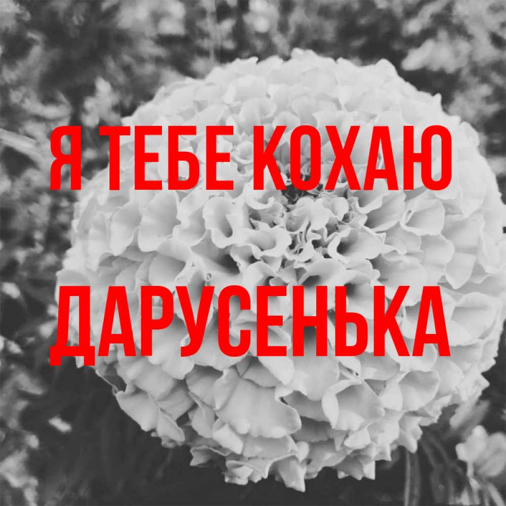 Открытка на каждый день з підписом, Дарусенька Я тебе кохаю подпись Прикольна листівка з побажанням онлайн скачати безкоштовно 