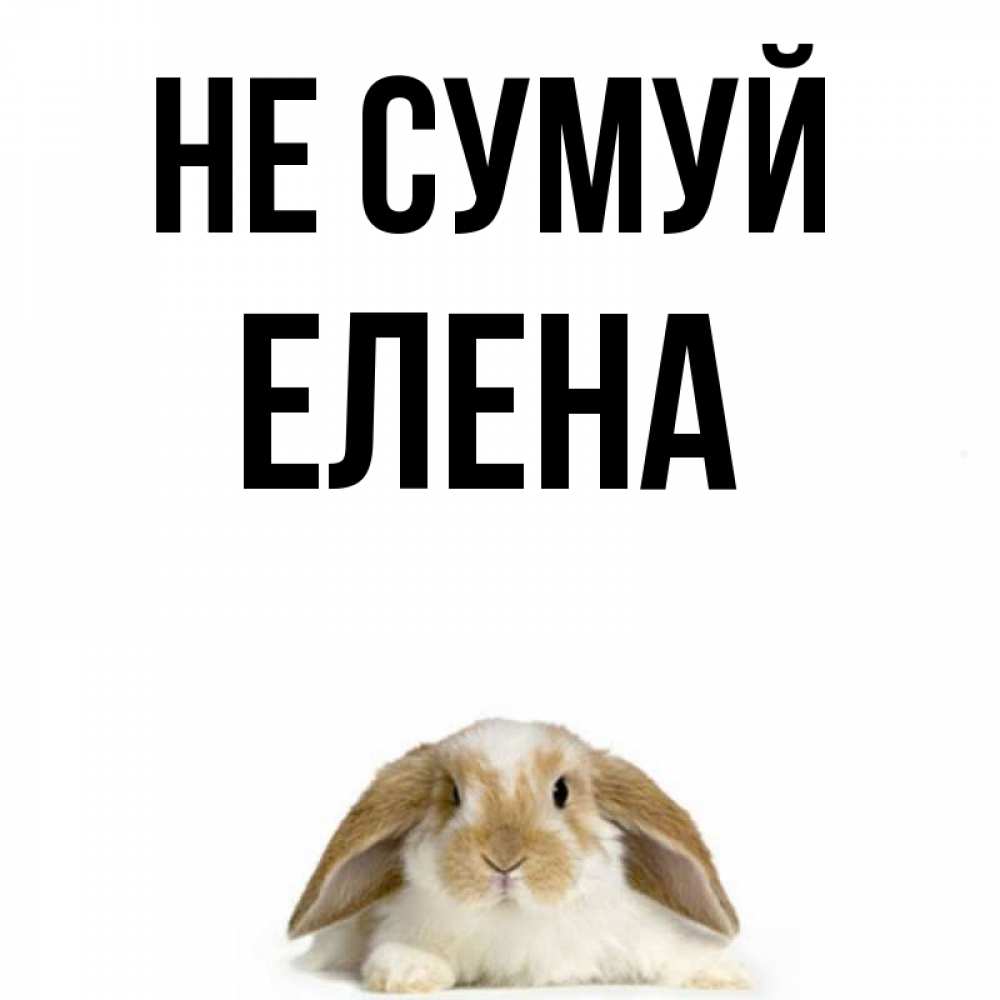 Открытка на каждый день з підписом, Елена Не сумуй коричнево белый заяц с большими ушками Прикольна листівка з побажанням онлайн скачати безкоштовно 