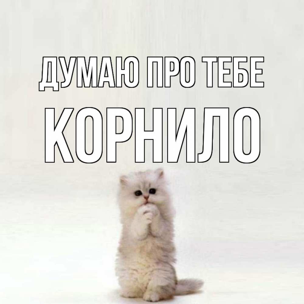 Открытка на каждый день з підписом, Корнило Думаю про тебе кот стоит на задних лапах Прикольна листівка з побажанням онлайн скачати безкоштовно 