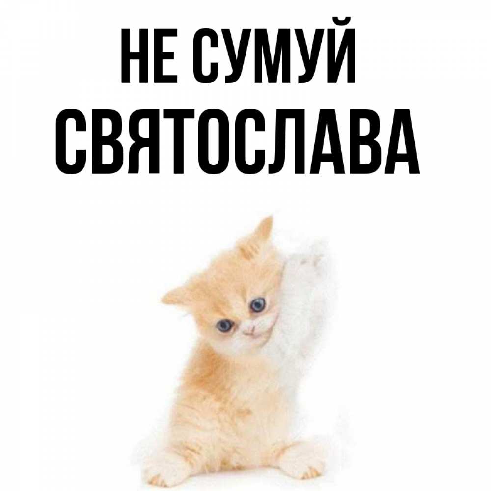 Открытка на каждый день з підписом, Святослава Не сумуй просящий кот Прикольна листівка з побажанням онлайн скачати безкоштовно 