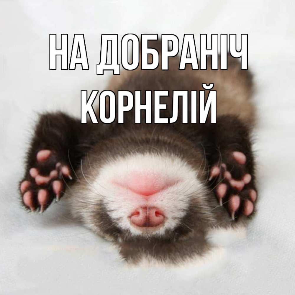 Открытка на каждый день з підписом, Корнелій На добраніч зверек Прикольна листівка з побажанням онлайн скачати безкоштовно 