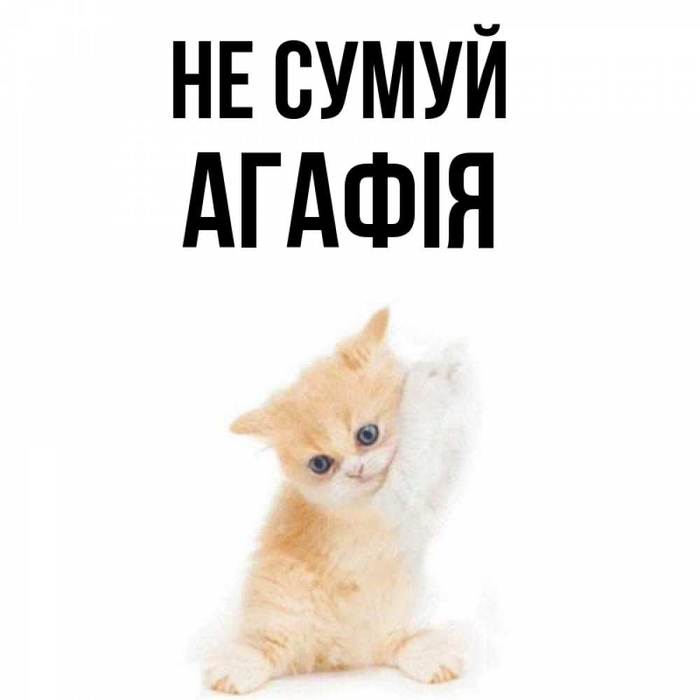Открытка на каждый день з підписом, Агафія Не сумуй просящий кот Прикольна листівка з побажанням онлайн скачати безкоштовно 