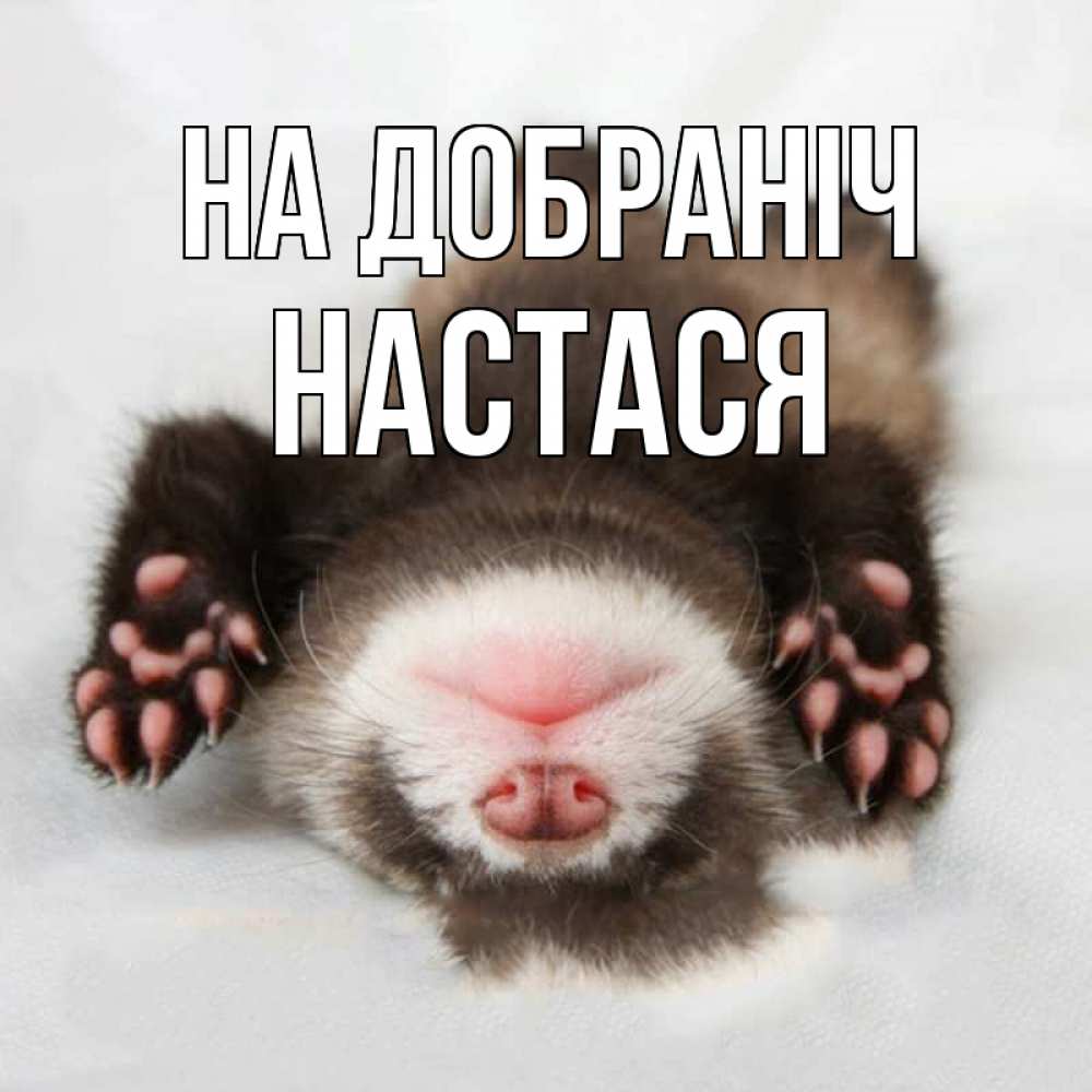 Открытка на каждый день з підписом, Настася На добраніч зверек Прикольна листівка з побажанням онлайн скачати безкоштовно 