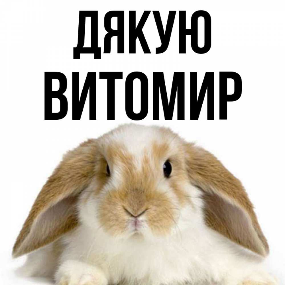 Открытка на каждый день з підписом, Витомир Дякую коричнево белый заяц Прикольна листівка з побажанням онлайн скачати безкоштовно 
