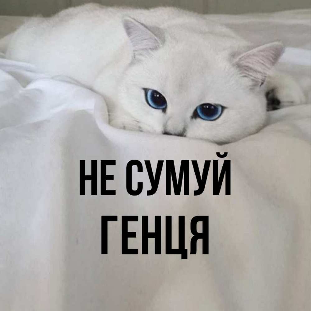Открытка на каждый день з підписом, Генця Не сумуй Голубоглазая кошка Прикольна листівка з побажанням онлайн скачати безкоштовно 