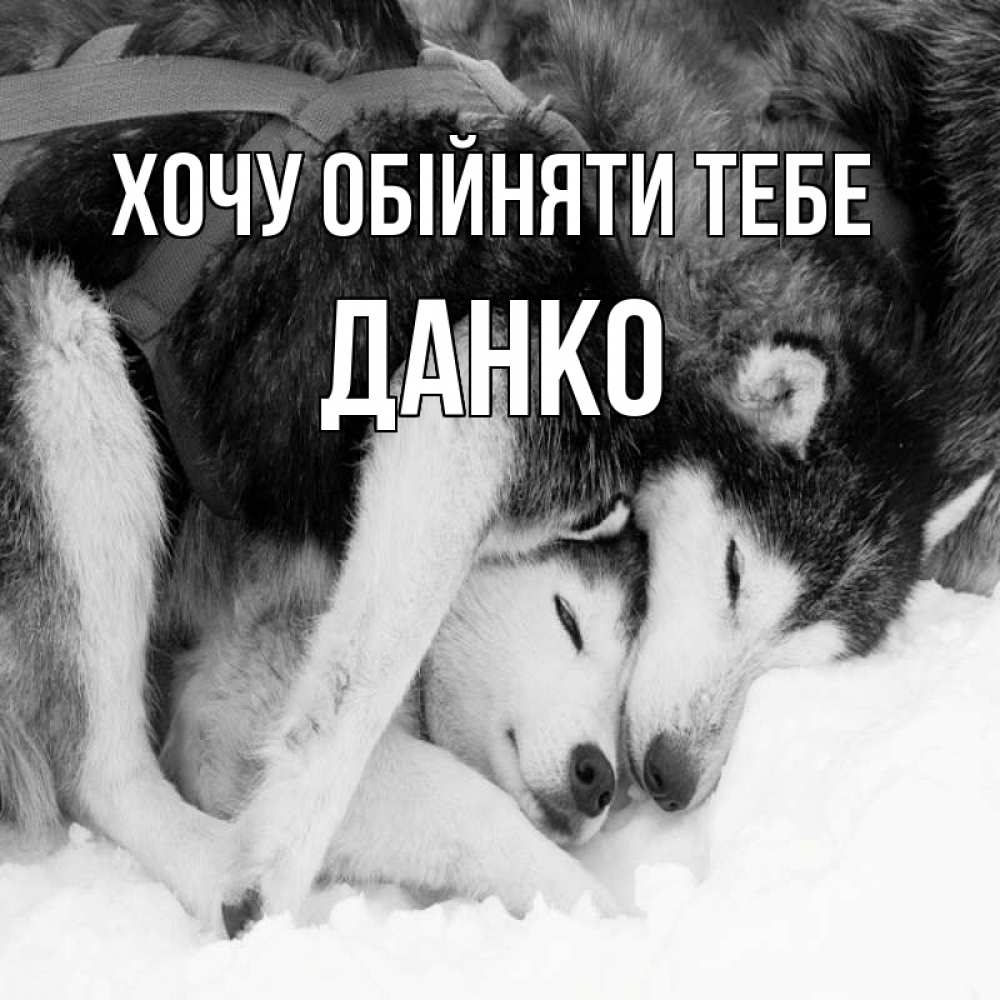 Открытка на каждый день з підписом, Данко Хочу обійняти тебе собачки в упряжке Прикольна листівка з побажанням онлайн скачати безкоштовно 