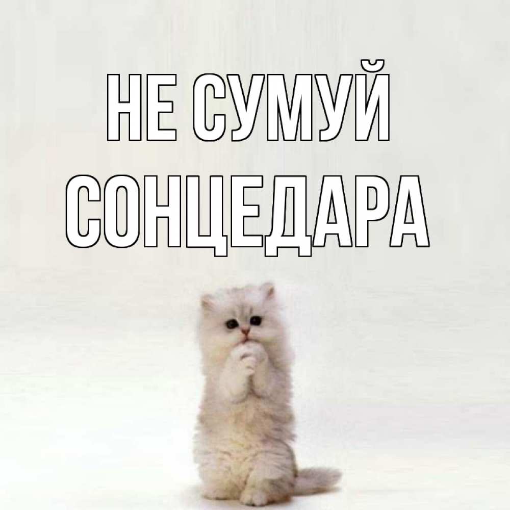 Открытка на каждый день з підписом, Сонцедара Не сумуй грустный кот Прикольна листівка з побажанням онлайн скачати безкоштовно 