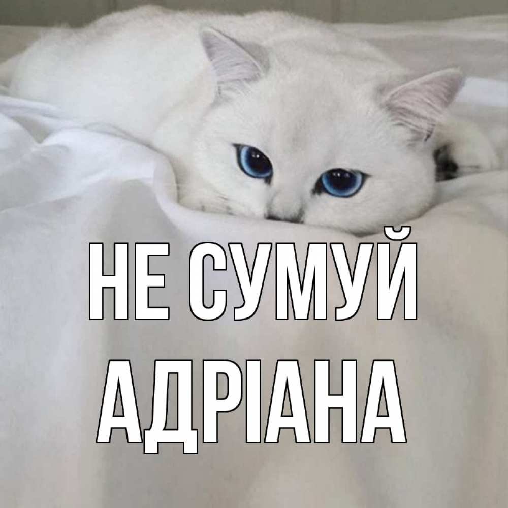 Открытка на каждый день з підписом, Адріана Не сумуй белый кот с голубыми глазами на белоснежной кровати Прикольна листівка з побажанням онлайн скачати безкоштовно 