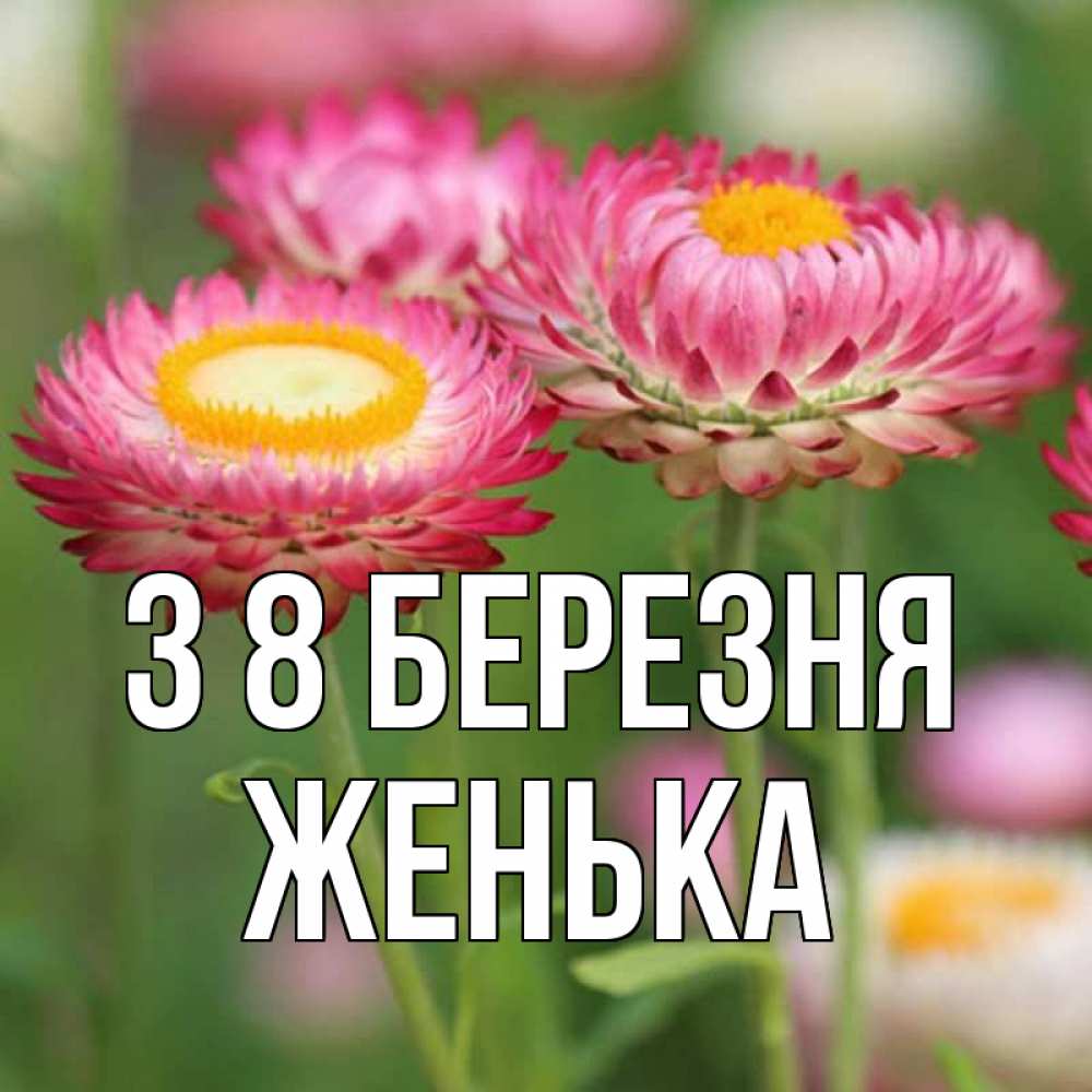 Открытка на каждый день з підписом, Женька З 8 БЕРЕЗНЯ подарок на международный женский день Прикольна листівка з побажанням онлайн скачати безкоштовно 