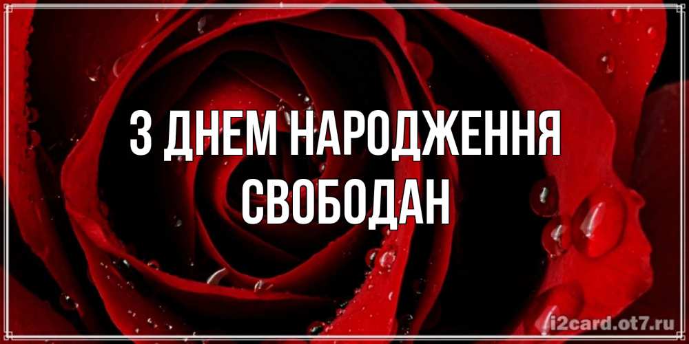 Открытка на каждый день з підписом, Свободан З Днем народження крупная бордовая роза Прикольна листівка з побажанням онлайн скачати безкоштовно 