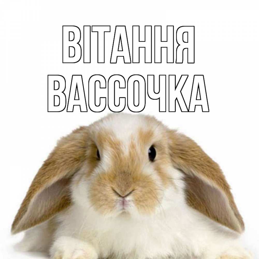 Открытка на каждый день з підписом, Вассочка Вітання с животными Прикольна листівка з побажанням онлайн скачати безкоштовно 