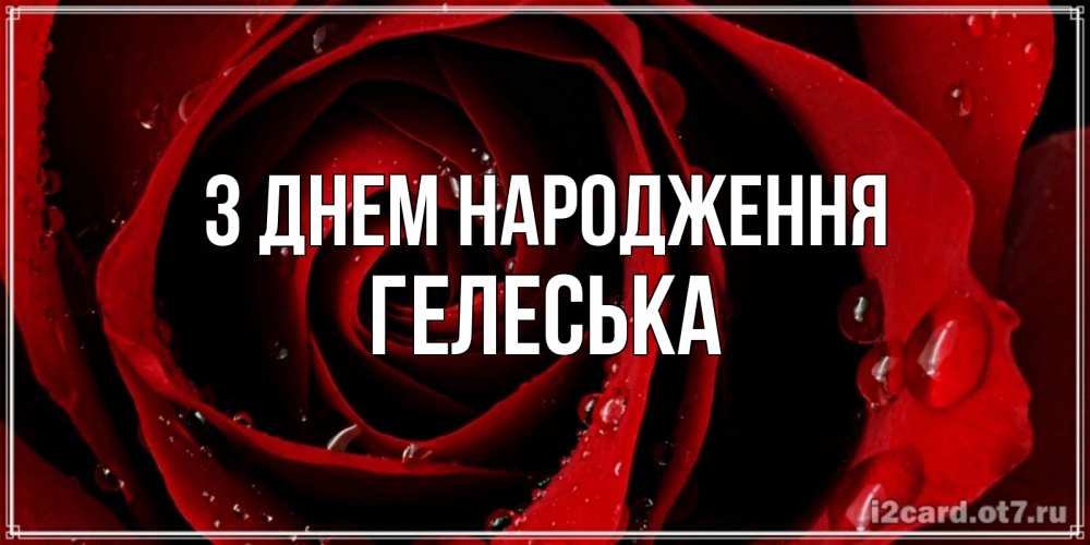 Открытка на каждый день з підписом, Гелеська З Днем народження крупная бордовая роза Прикольна листівка з побажанням онлайн скачати безкоштовно 