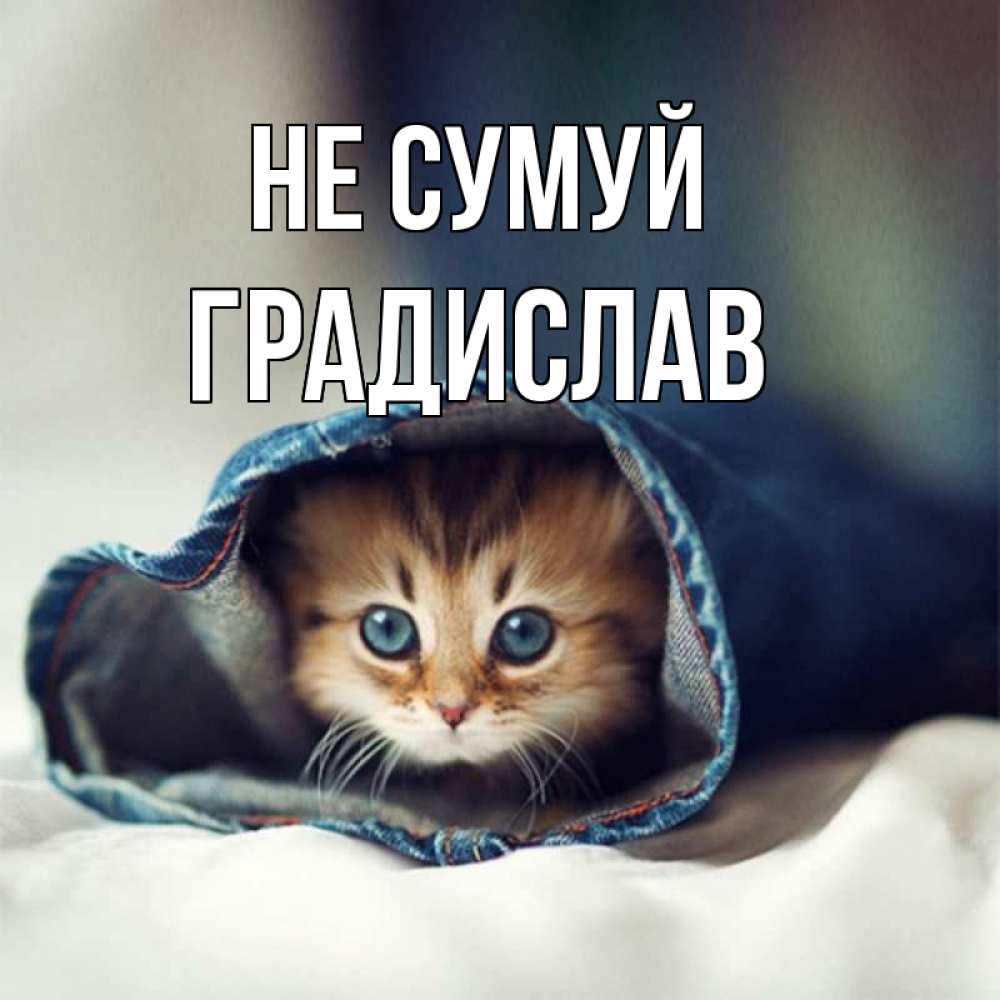 Открытка на каждый день з підписом, Градислав Не сумуй рыжик котик Прикольна листівка з побажанням онлайн скачати безкоштовно 