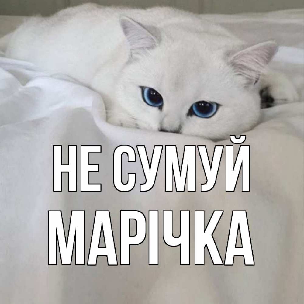 Открытка на каждый день з підписом, Марічка Не сумуй белый кот с голубыми глазами на белоснежной кровати Прикольна листівка з побажанням онлайн скачати безкоштовно 