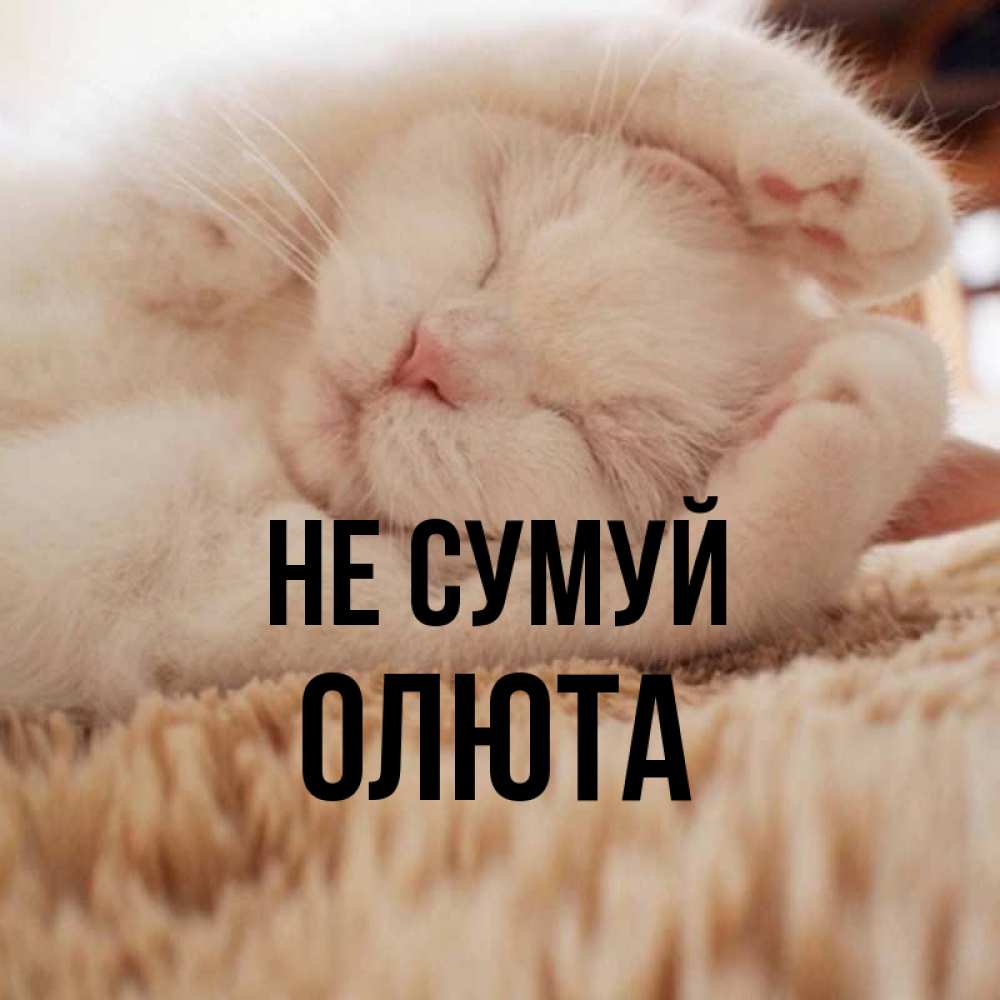 Открытка на каждый день з підписом, Олюта Не сумуй Котенок спит Прикольна листівка з побажанням онлайн скачати безкоштовно 