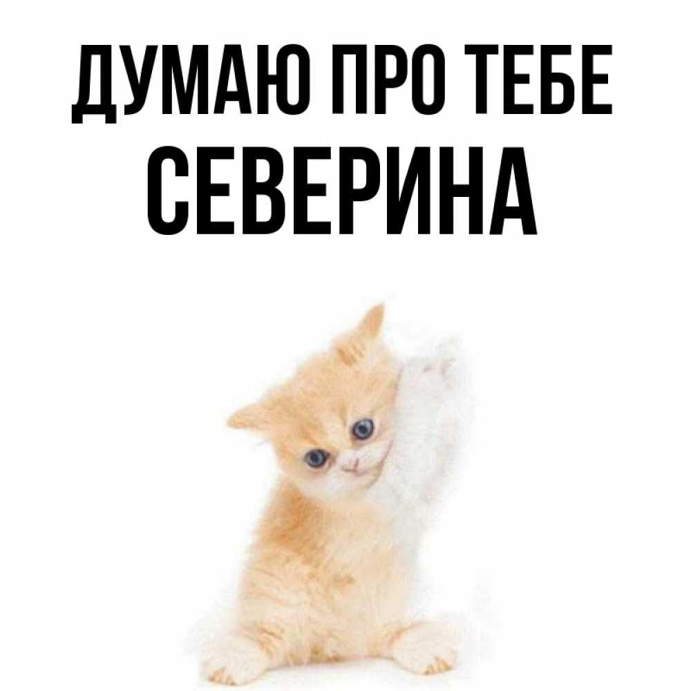 Открытка на каждый день з підписом, Северина Думаю про тебе зверушки и милота Прикольна листівка з побажанням онлайн скачати безкоштовно 
