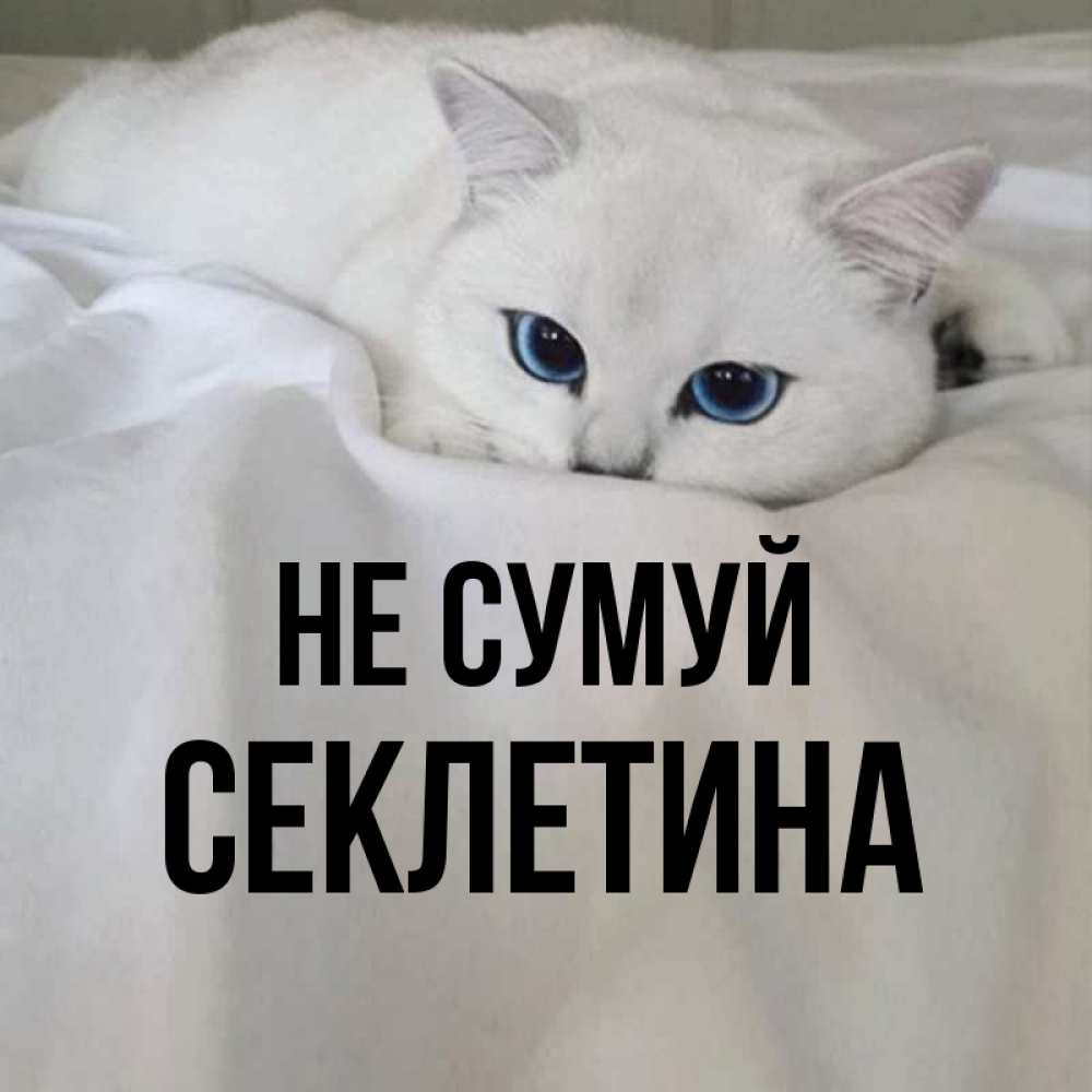 Открытка на каждый день з підписом, Секлетина Не сумуй Голубоглазая кошка Прикольна листівка з побажанням онлайн скачати безкоштовно 