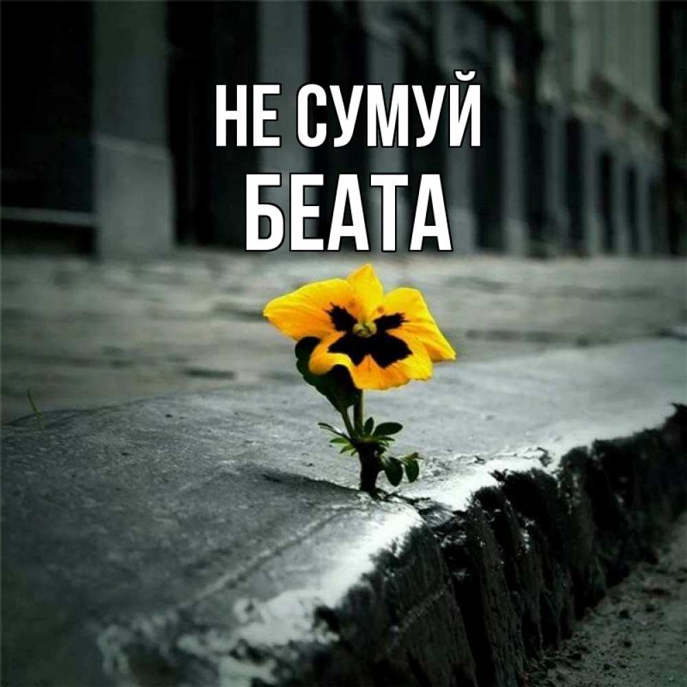 Открытка на каждый день з підписом, Беата Не сумуй не сдавайся Прикольна листівка з побажанням онлайн скачати безкоштовно 