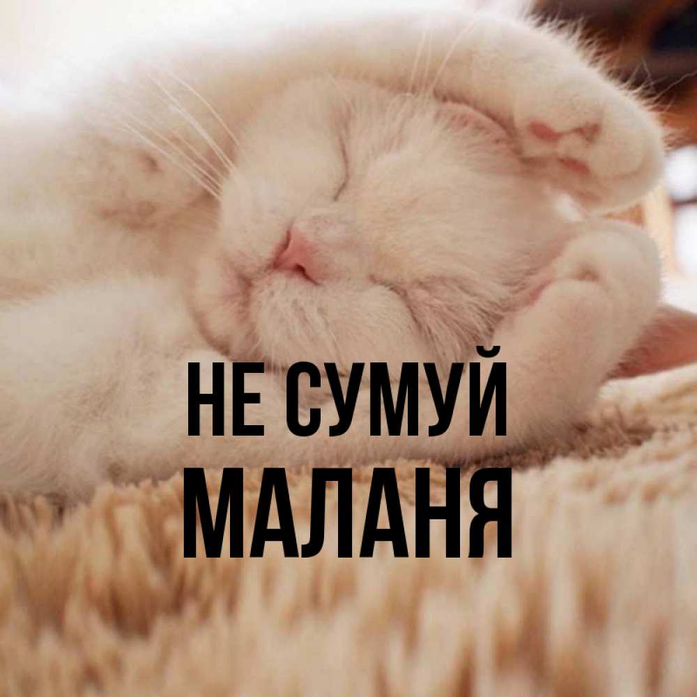 Открытка на каждый день з підписом, Маланя Не сумуй Котенок спит Прикольна листівка з побажанням онлайн скачати безкоштовно 