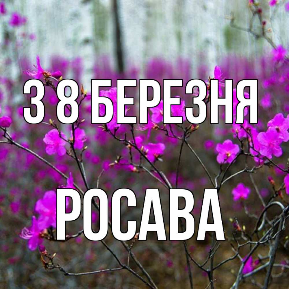 Открытка на каждый день з підписом, Росава З 8 БЕРЕЗНЯ дикие цветы Прикольна листівка з побажанням онлайн скачати безкоштовно 