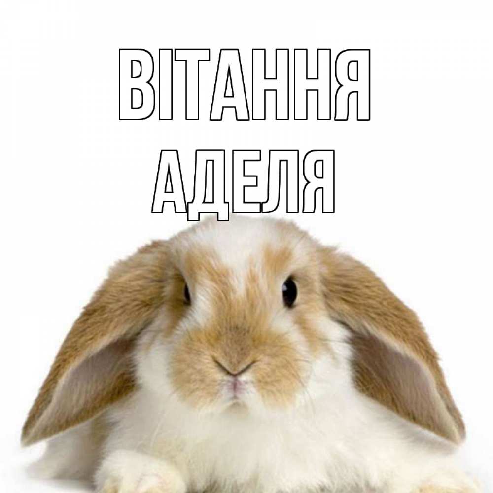 Открытка на каждый день з підписом, Аделя Вітання с животными Прикольна листівка з побажанням онлайн скачати безкоштовно 