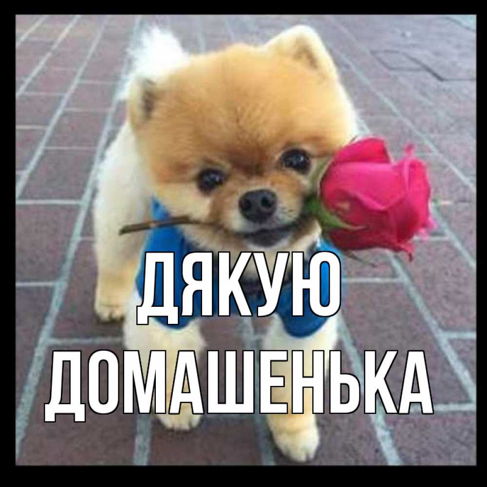Открытка на каждый день з підписом, Домашенька Дякую спасибо и дарю тебе цветок Прикольна листівка з побажанням онлайн скачати безкоштовно 