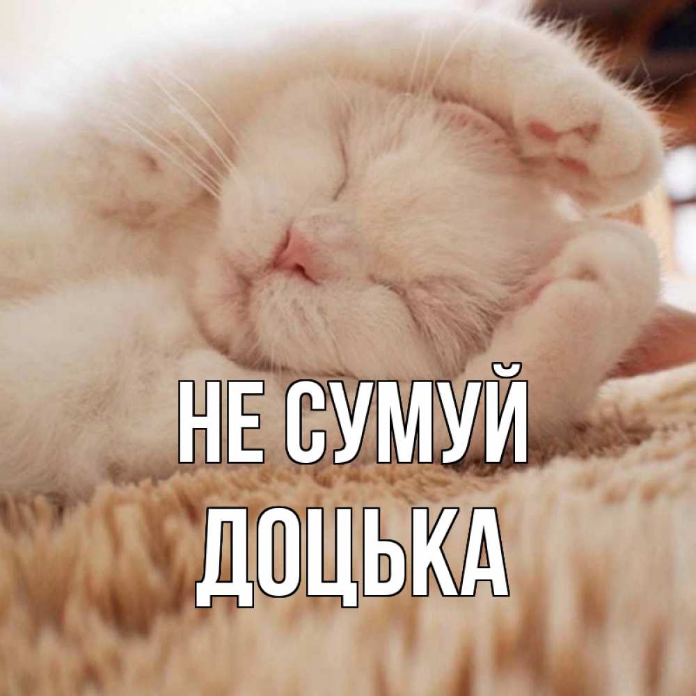 Открытка на каждый день з підписом, Доцька Не сумуй белый кот Прикольна листівка з побажанням онлайн скачати безкоштовно 