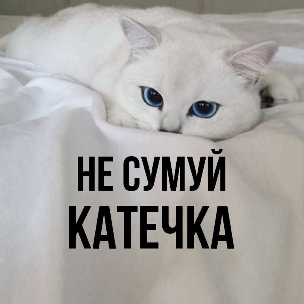 Открытка на каждый день з підписом, Катечка Не сумуй Голубоглазая кошка Прикольна листівка з побажанням онлайн скачати безкоштовно 