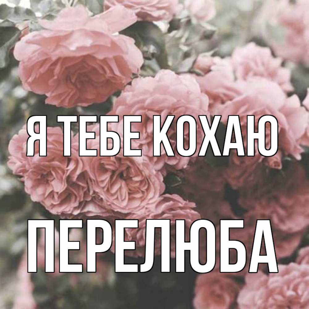 Открытка на каждый день з підписом, Перелюба Я тебе кохаю розы 3 Прикольна листівка з побажанням онлайн скачати безкоштовно 