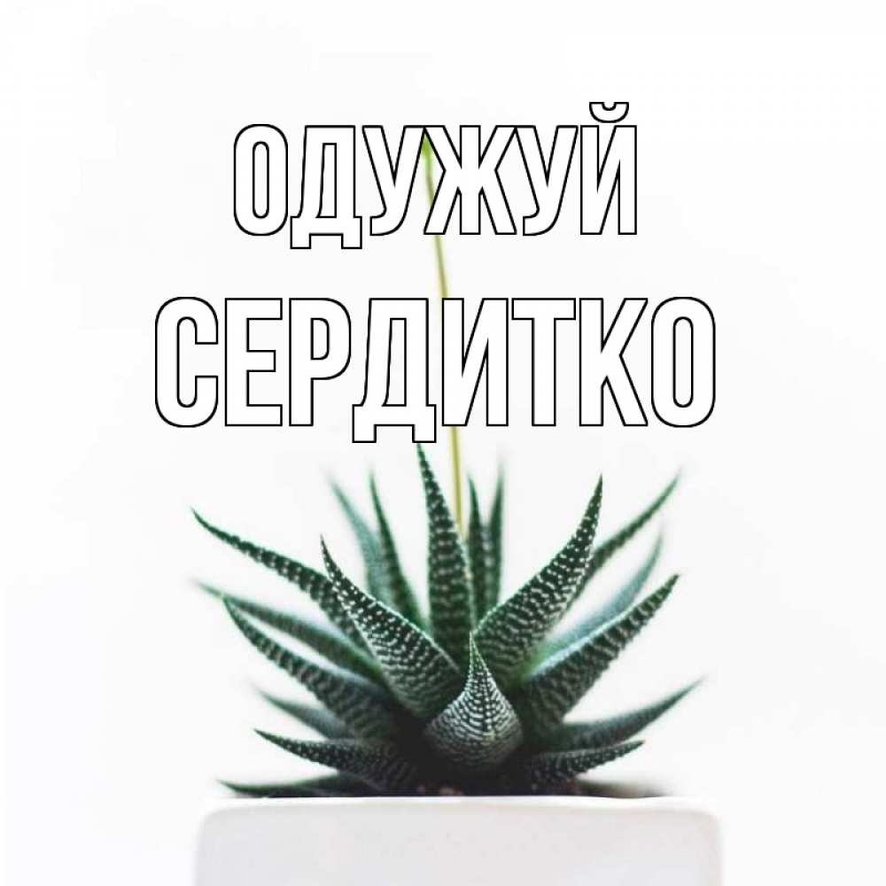 Открытка на каждый день з підписом, Сердитко Одужуй короче это непонятная колючка Прикольна листівка з побажанням онлайн скачати безкоштовно 