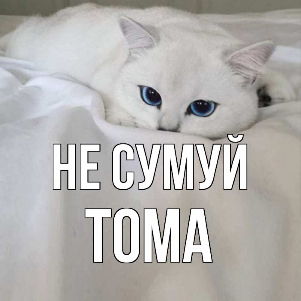 Открытка на каждый день з підписом, Тома Не сумуй белый кот с голубыми глазами на белоснежной кровати Прикольна листівка з побажанням онлайн скачати безкоштовно 