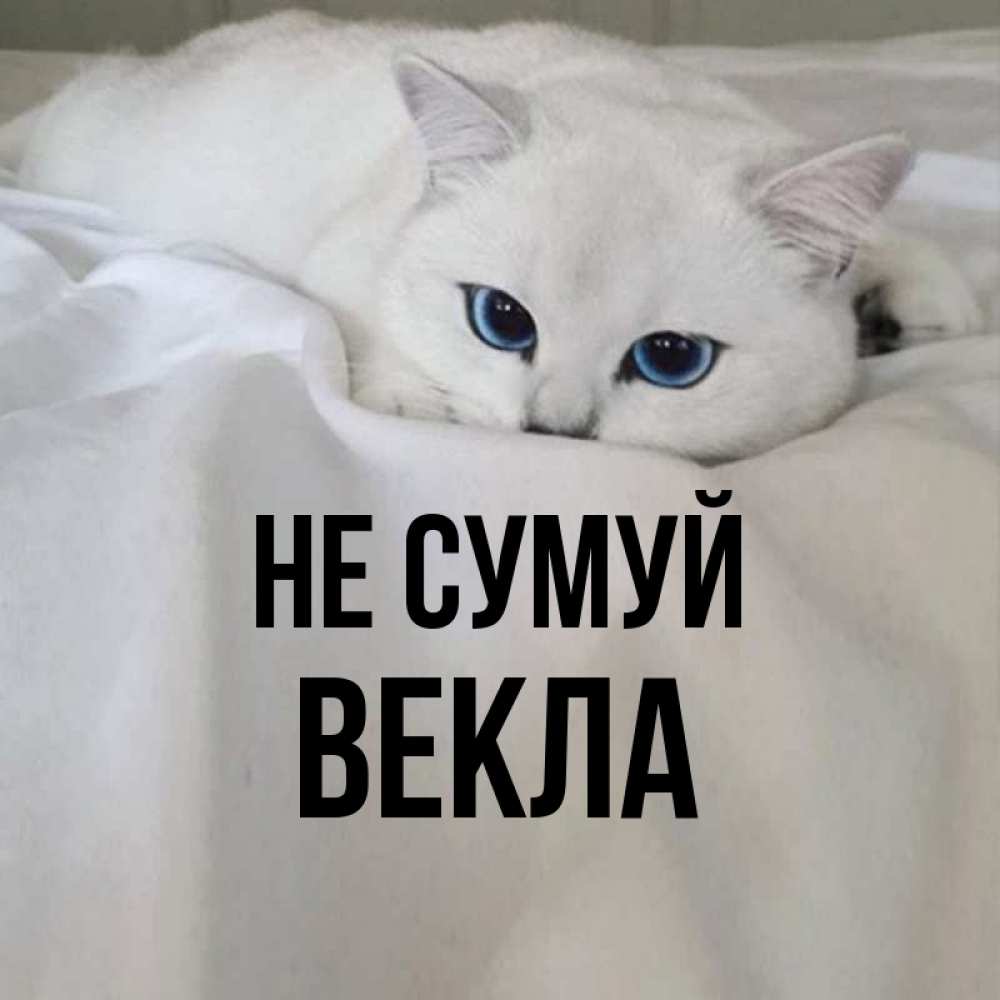 Открытка на каждый день з підписом, Векла Не сумуй Голубоглазая кошка Прикольна листівка з побажанням онлайн скачати безкоштовно 