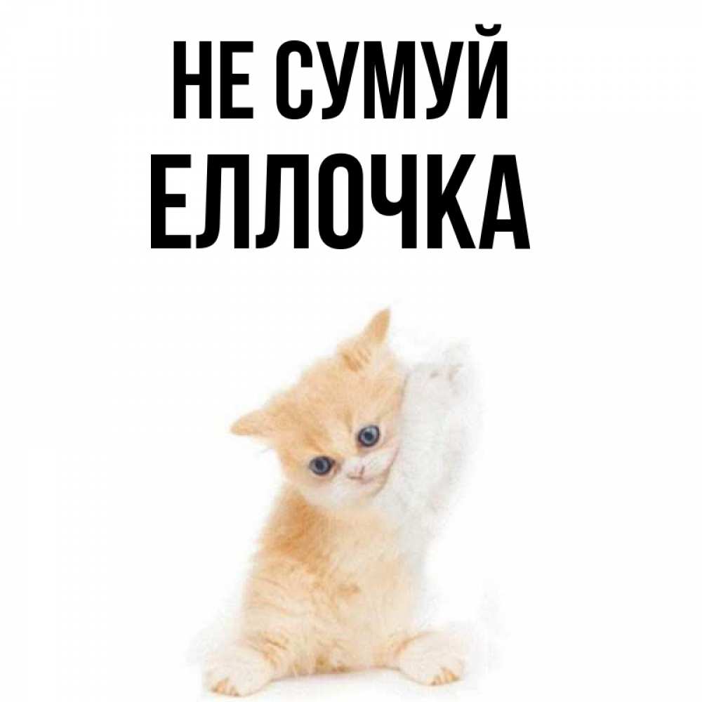 Открытка на каждый день з підписом, Еллочка Не сумуй просящий кот Прикольна листівка з побажанням онлайн скачати безкоштовно 