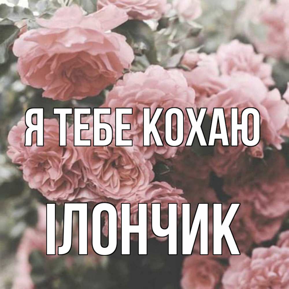 Открытка на каждый день з підписом, Ілончик Я тебе кохаю розы 3 Прикольна листівка з побажанням онлайн скачати безкоштовно 