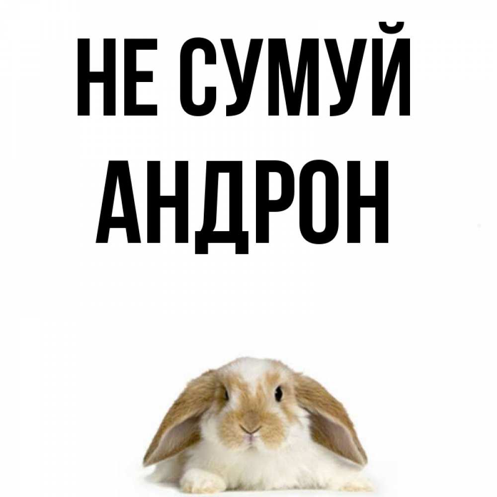Открытка на каждый день з підписом, Андрон Не сумуй коричнево белый заяц с большими ушками Прикольна листівка з побажанням онлайн скачати безкоштовно 