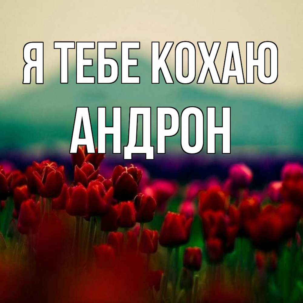Открытка на каждый день з підписом, Андрон Я тебе кохаю тюльпаны 4 Прикольна листівка з побажанням онлайн скачати безкоштовно 