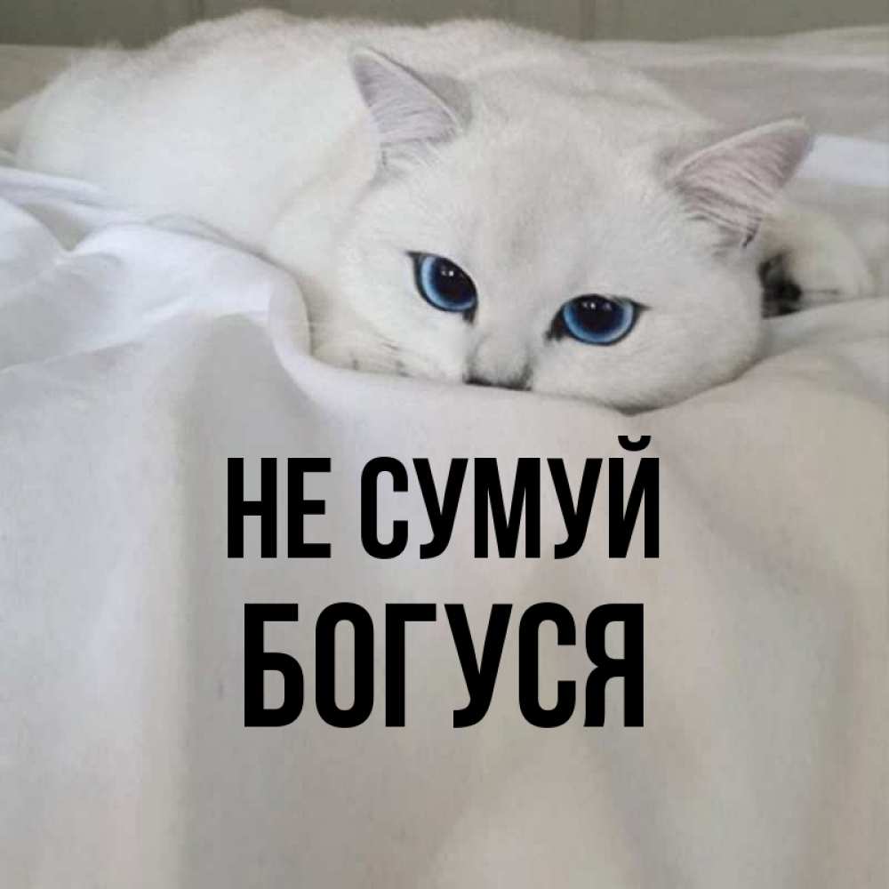 Открытка на каждый день з підписом, Богуся Не сумуй Голубоглазая кошка Прикольна листівка з побажанням онлайн скачати безкоштовно 