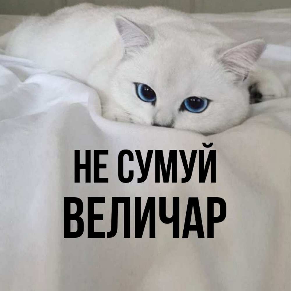 Открытка на каждый день з підписом, Величар Не сумуй Голубоглазая кошка Прикольна листівка з побажанням онлайн скачати безкоштовно 