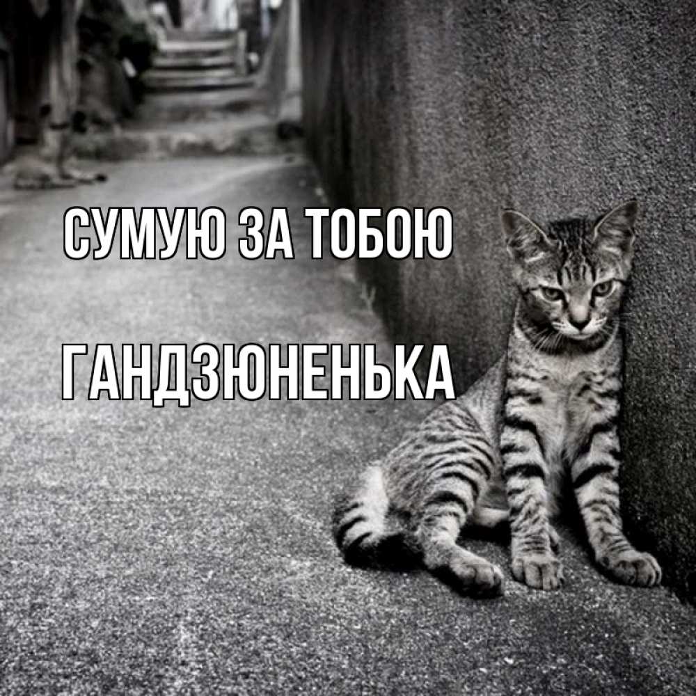 Открытка на каждый день з підписом, Гандзюненька Сумую за тобою одиноко котику Прикольна листівка з побажанням онлайн скачати безкоштовно 
