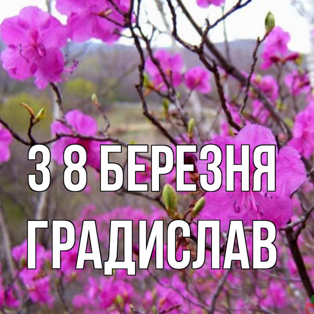 Открытка на каждый день з підписом, Градислав З 8 БЕРЕЗНЯ международный женский день Прикольна листівка з побажанням онлайн скачати безкоштовно 