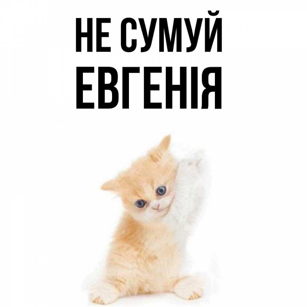 Открытка на каждый день з підписом, Евгенія Не сумуй просящий кот Прикольна листівка з побажанням онлайн скачати безкоштовно 
