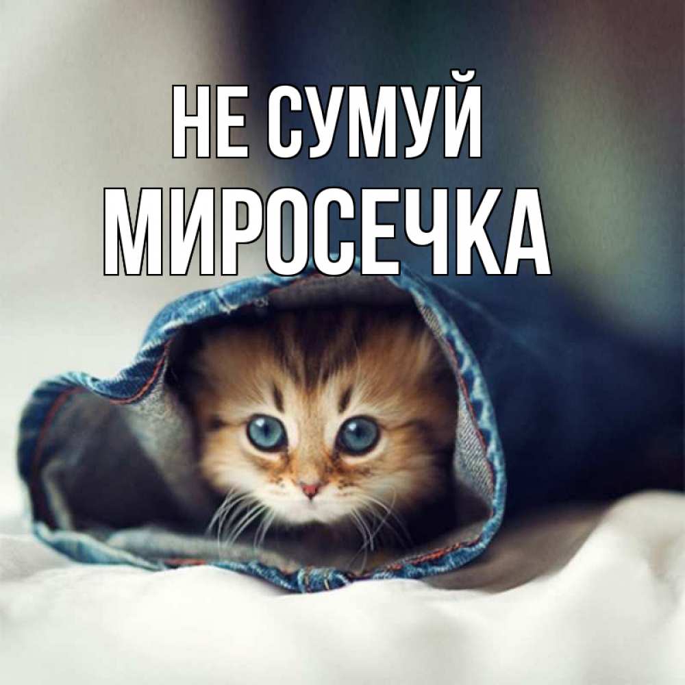 Открытка на каждый день з підписом, Миросечка Не сумуй рыжик котик Прикольна листівка з побажанням онлайн скачати безкоштовно 