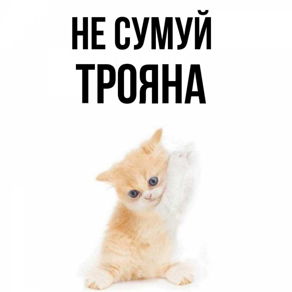 Открытка на каждый день з підписом, Трояна Не сумуй просящий кот Прикольна листівка з побажанням онлайн скачати безкоштовно 
