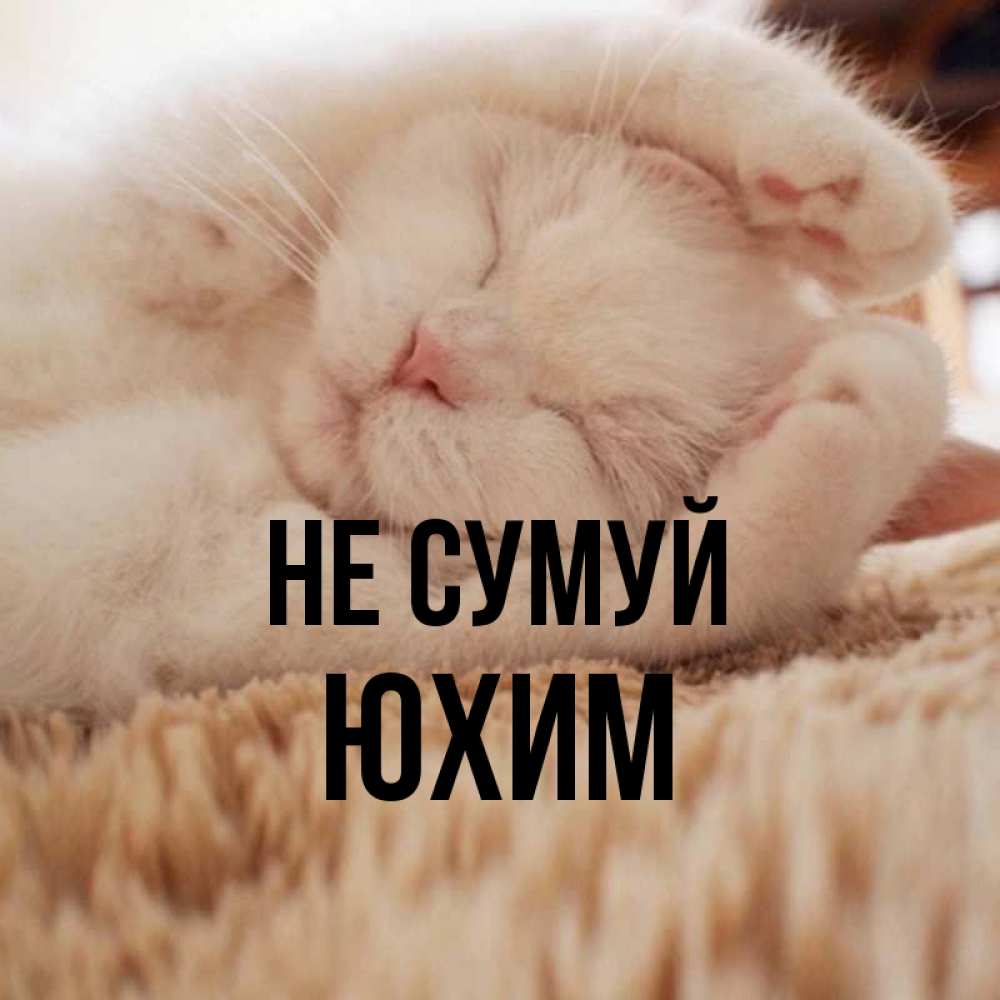Открытка на каждый день з підписом, Юхим Не сумуй Котенок спит Прикольна листівка з побажанням онлайн скачати безкоштовно 