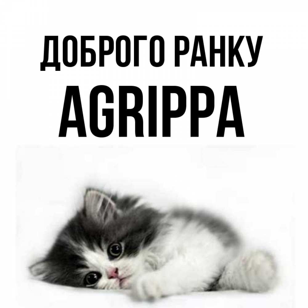 Открытка на каждый день з підписом, Agrippa Доброго ранку кот лапки Прикольна листівка з побажанням онлайн скачати безкоштовно 