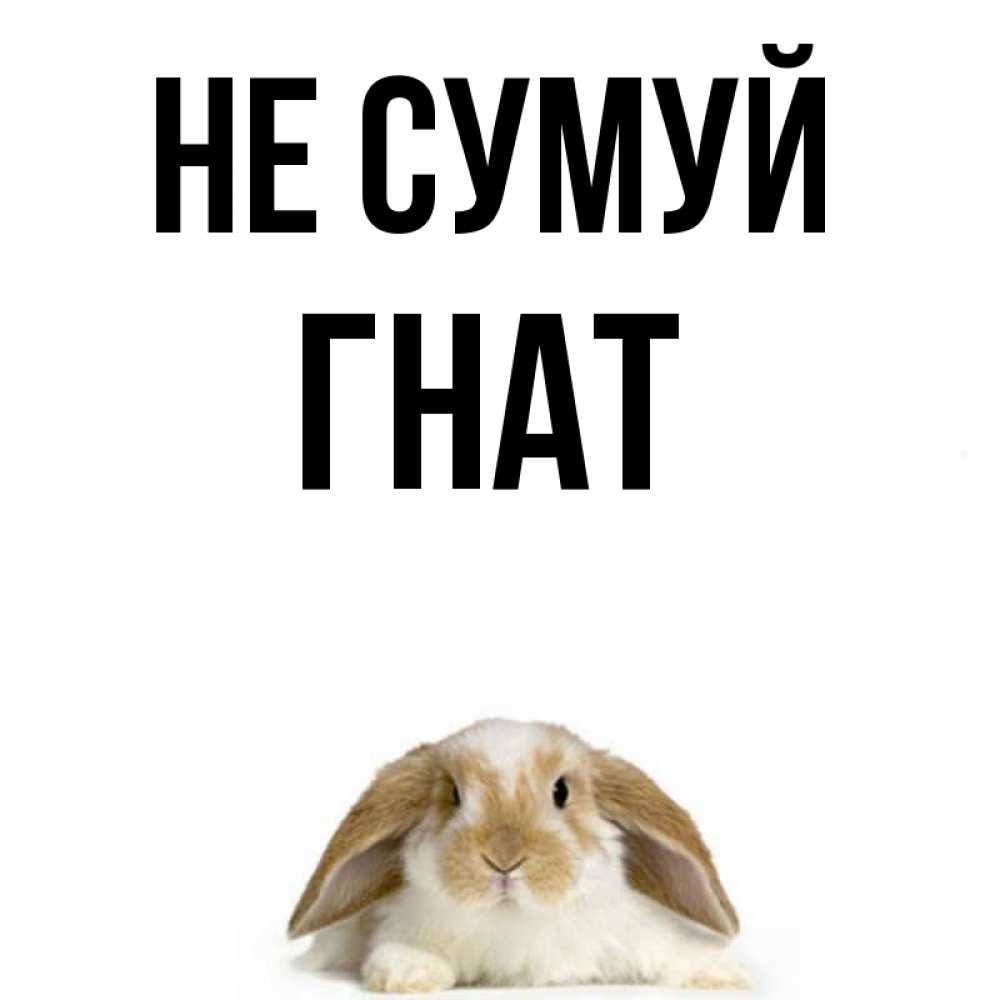 Открытка на каждый день з підписом, Гнат Не сумуй коричнево белый заяц с большими ушками Прикольна листівка з побажанням онлайн скачати безкоштовно 