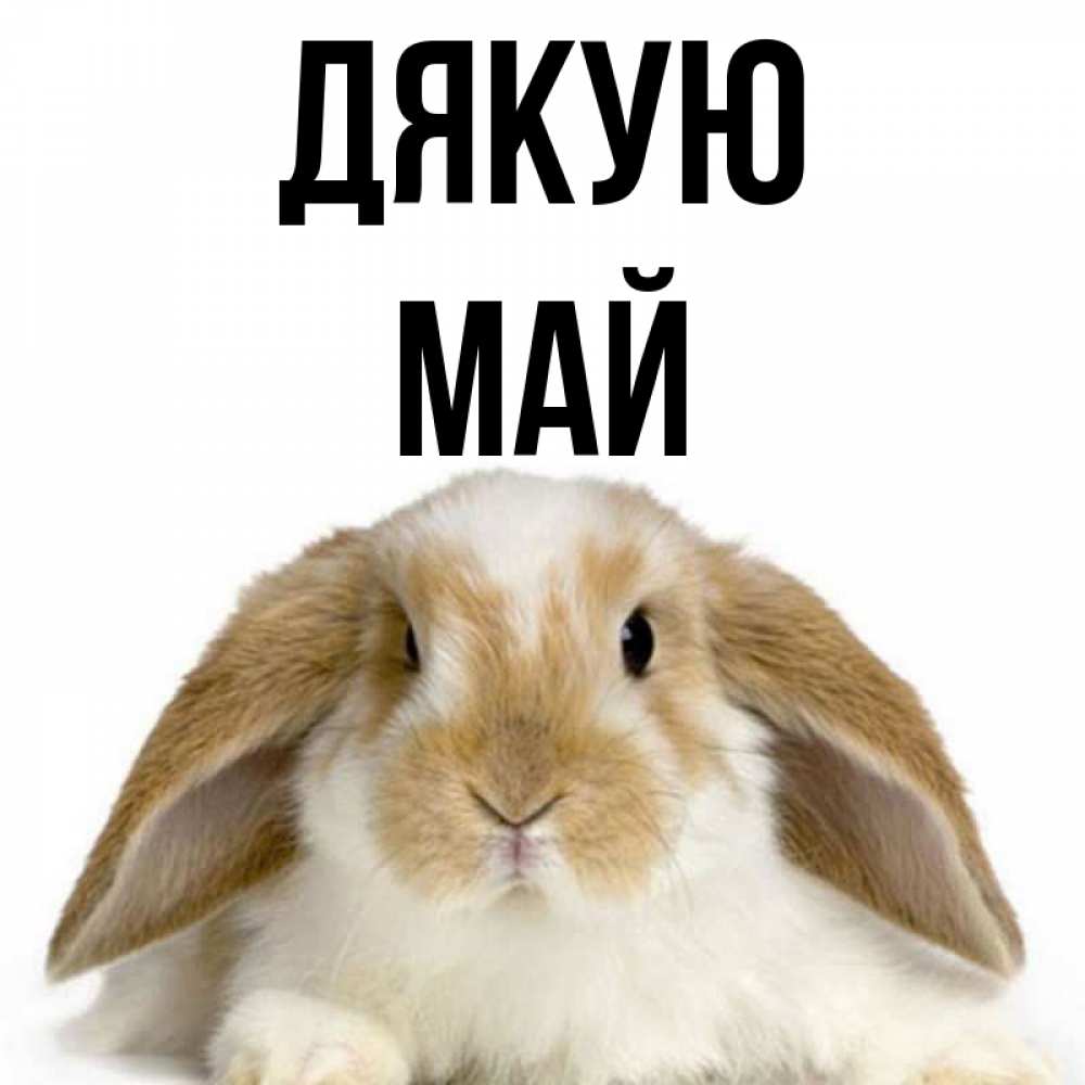 Открытка на каждый день з підписом, Май Дякую коричнево белый заяц Прикольна листівка з побажанням онлайн скачати безкоштовно 